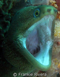 Time to see the Dentist!!!
Goldentail Eel, Dive Site: "C... by Frankie Rivera 